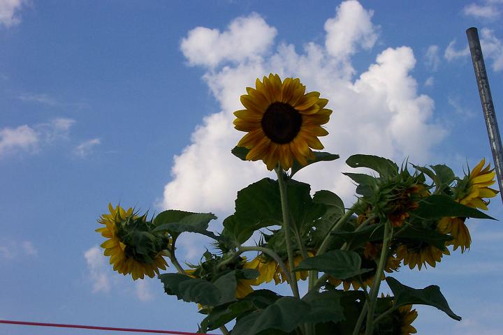 Picture 001.jpg